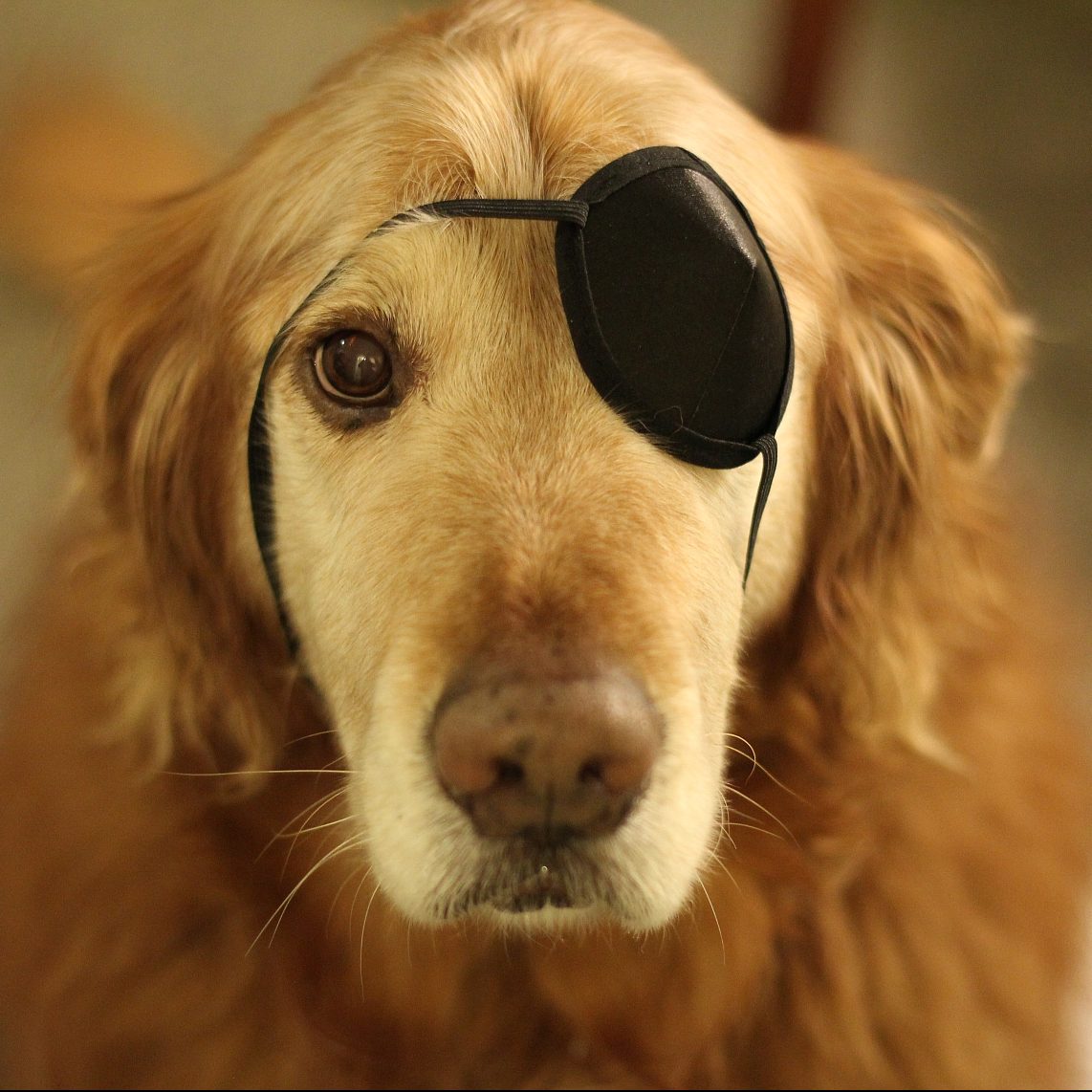 Golden Retriever, Fluffster, looking at camera with eye patch