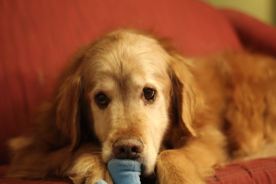 Fluffster nomming on a toy, looking adorable as always