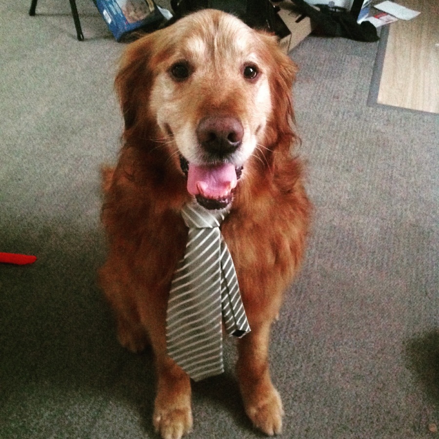 Fluffster wearing tie