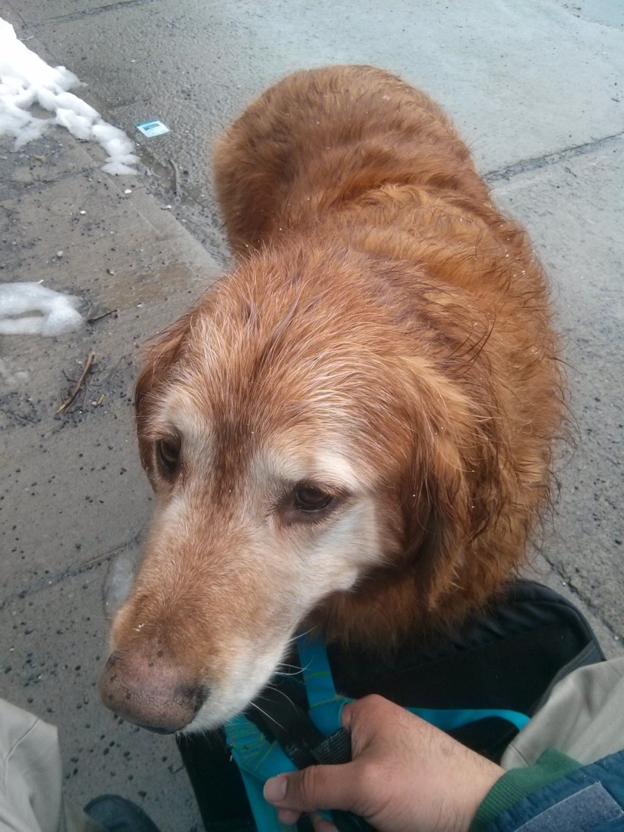 fluffster_drenched_montreal_1