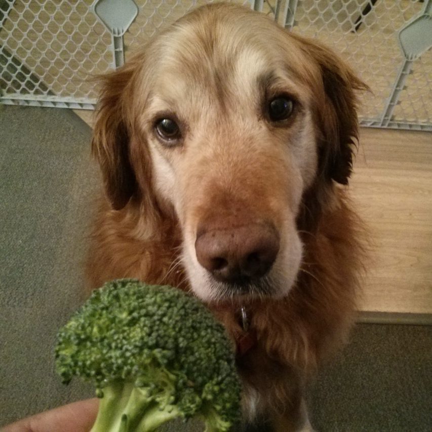 fluffster_broccolli