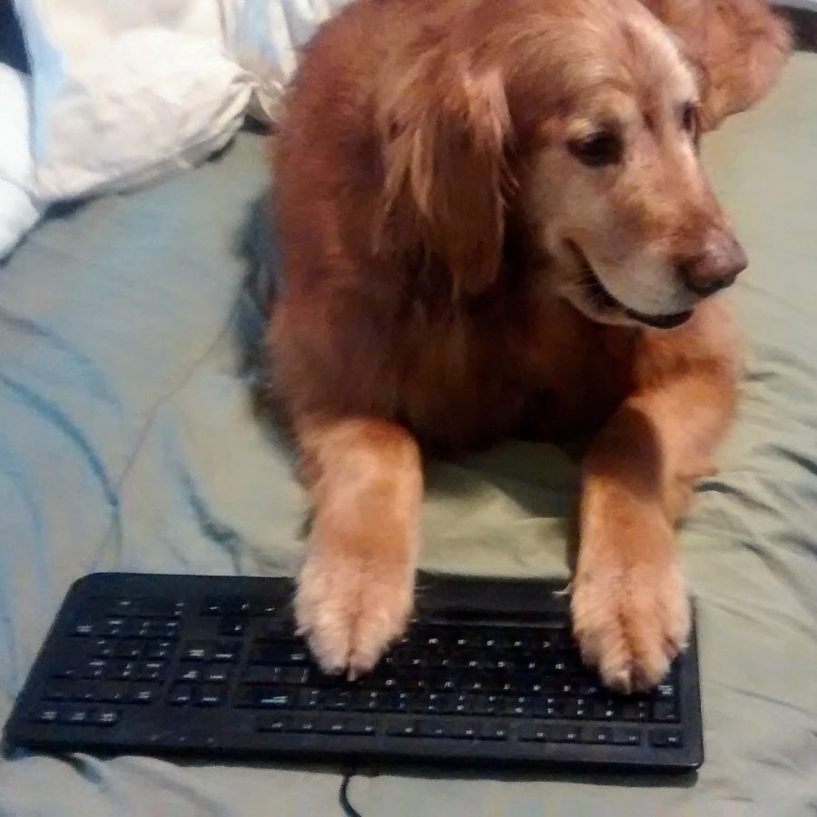 Fluffster Typing