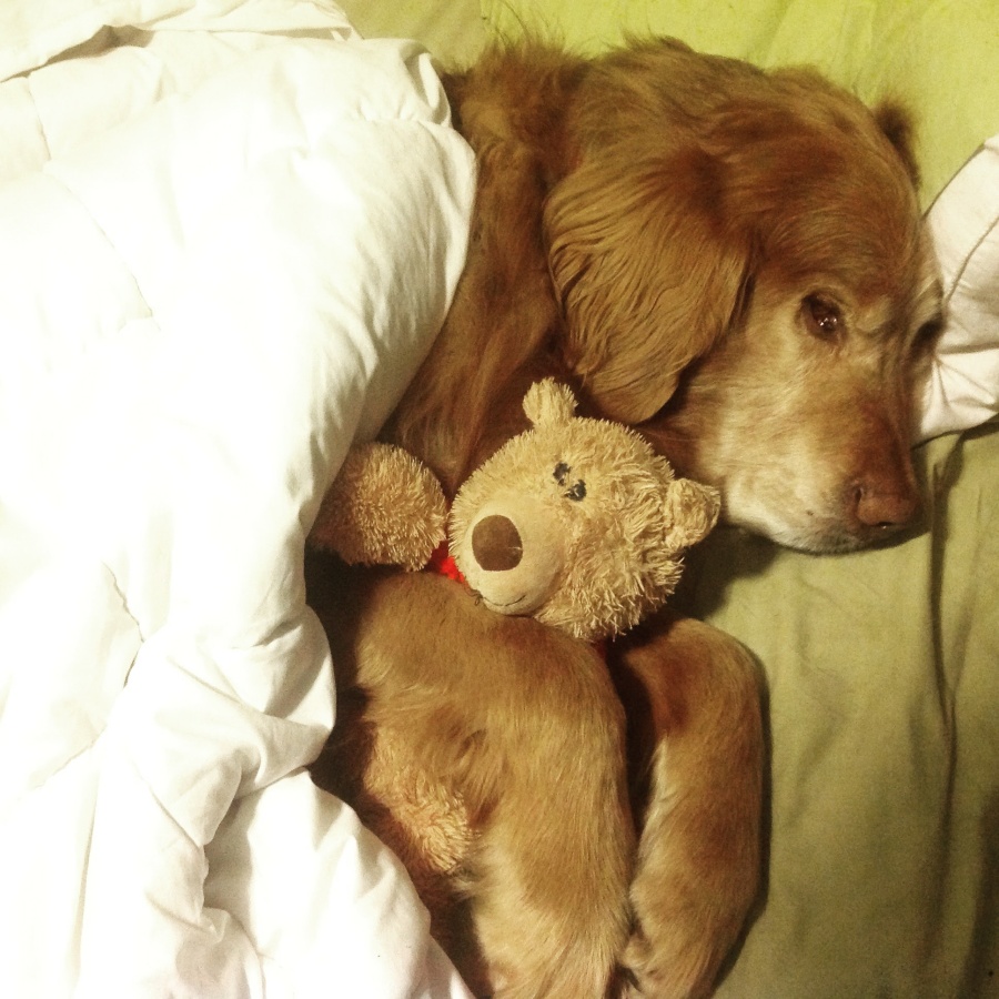 Fluffster cuddling Teddy