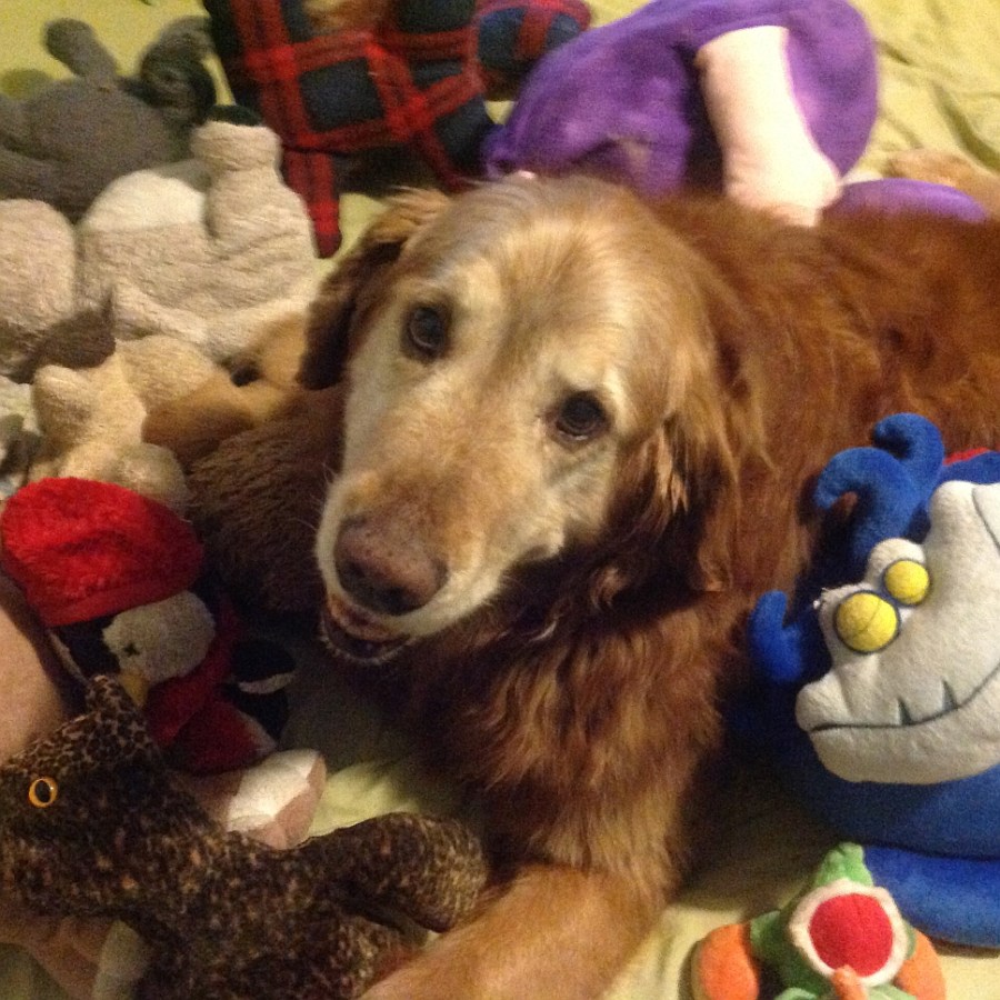 fluffster_stuffedanimals